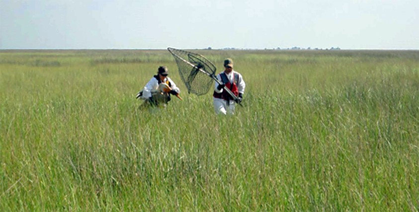 2 workers holding a pelican and a net walking in grassy marsh