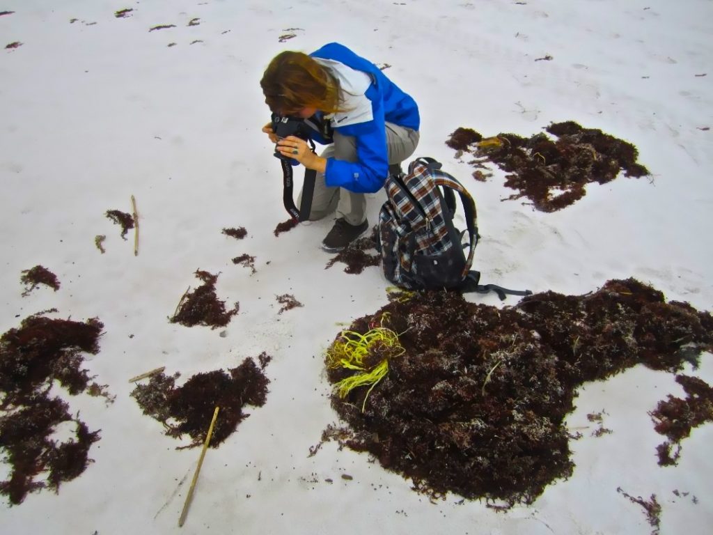 woman photographing seaweed on the beach