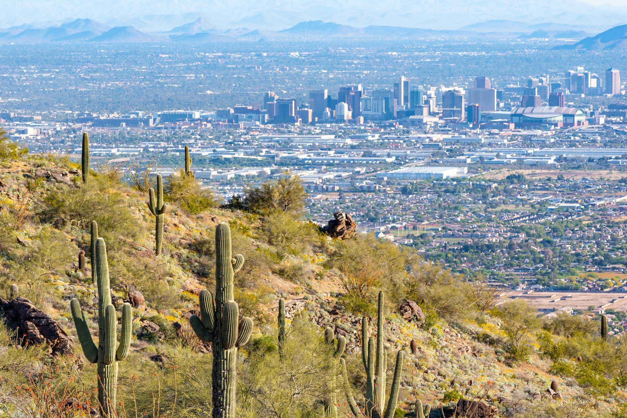 long distance view of downtown phoenix az with cacti in the foreground