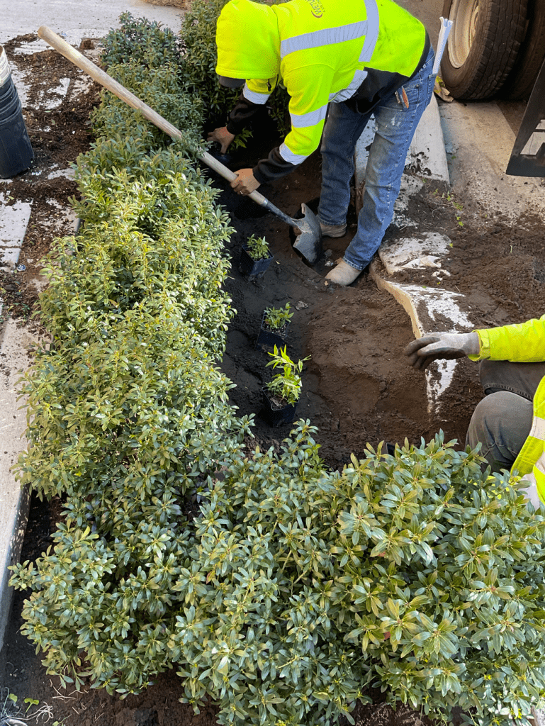 worker planting plants in bioswale curb area