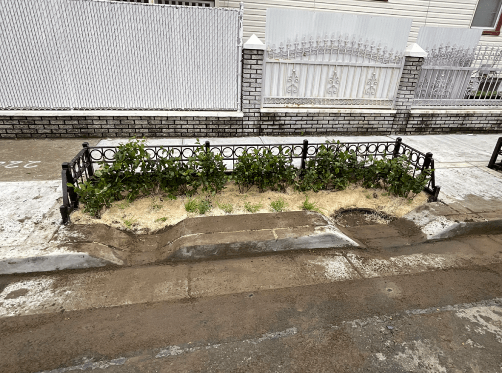 bioswale on curb with plants