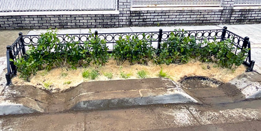 bioswale on curb with plants