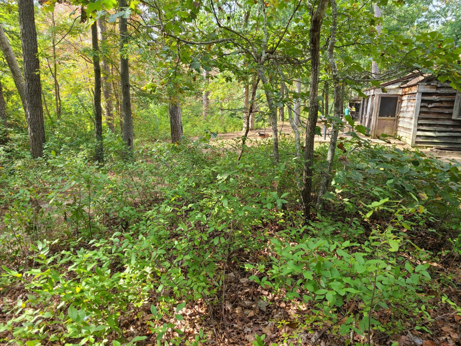 cabin on the far right in a dense wooded area