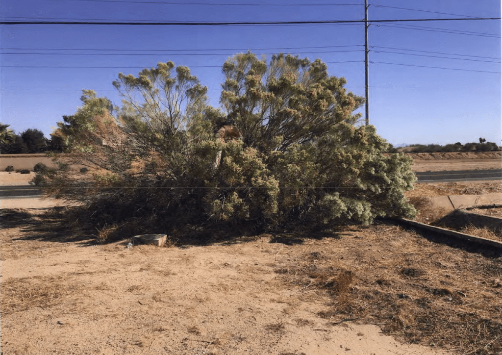 bush in the desert in arizona