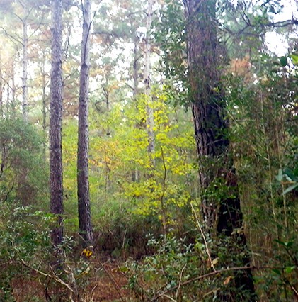 close up of wooded land in gulf marsh