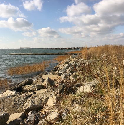 rocky shoreline with marsh grass and water at jfk airport