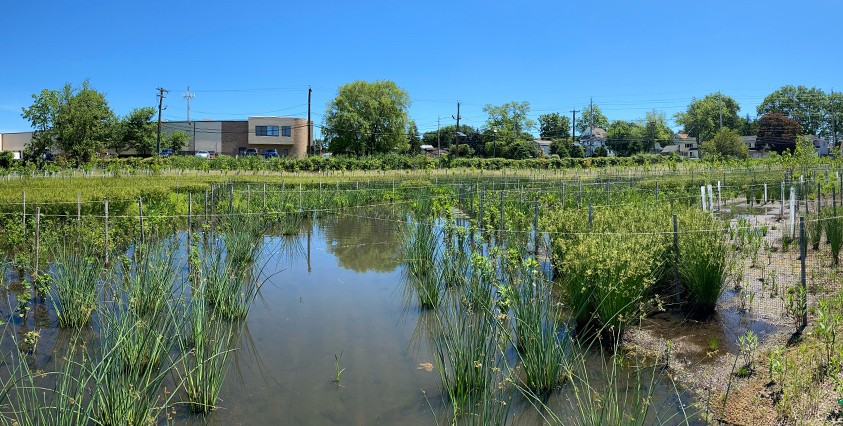 grasses in watery marsh area in supefund site in new jersey with buildings in distance