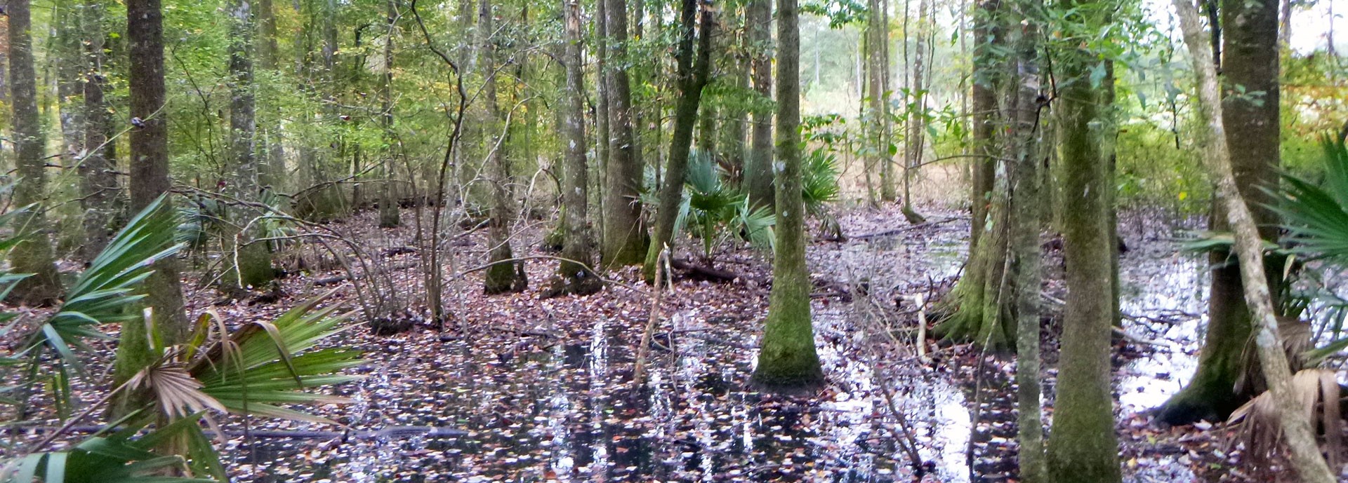 wetland in wooded gulf marsh area with water at bottom