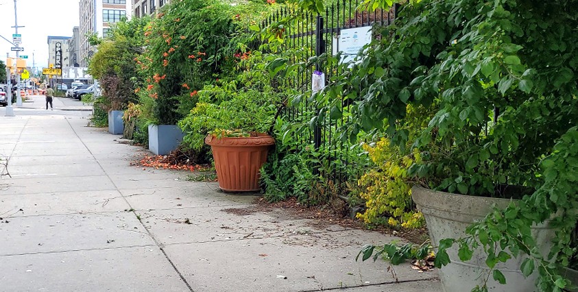 sidewalk view of potted plants and vines on fence on the right
